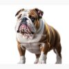 flat750x075f pad750x1000f8f8f8.u2 14 - English Bulldog Merch