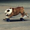 flat750x075f pad750x750f8f8f8 10 - English Bulldog Merch
