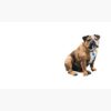 flat750x075f pad750x750f8f8f8.u4 5 - English Bulldog Merch