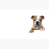 flat750x075f pad750x750f8f8f8.u4 8 - English Bulldog Merch