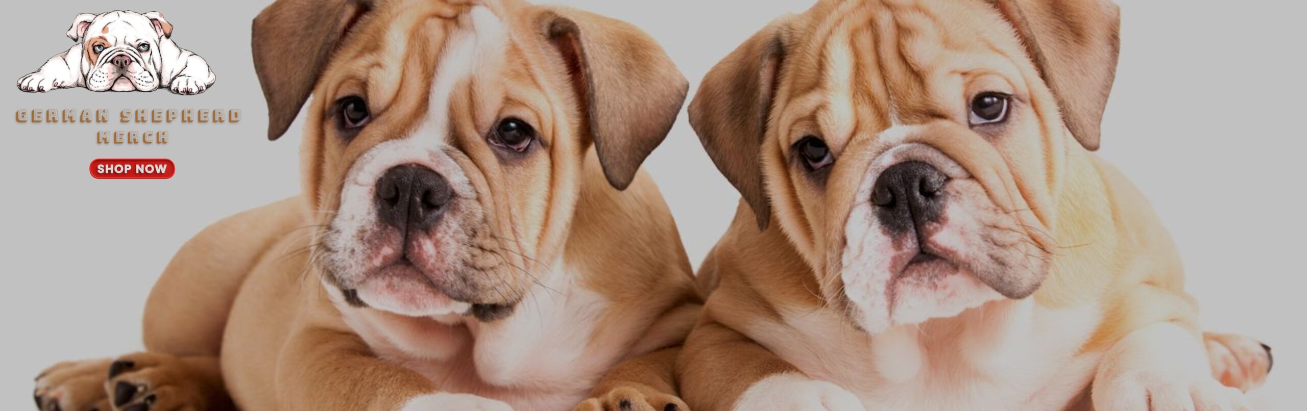English Bulldog Banner 1 scaled - English Bulldog Merch