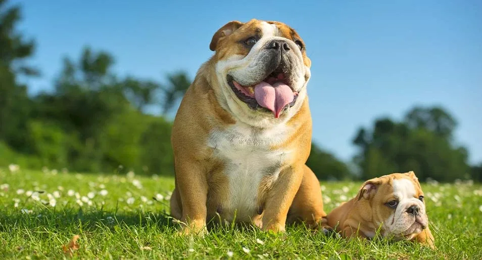 english bulldog thumbnail - English Bulldog Merch